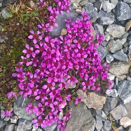 Alpen Garten *